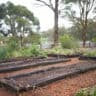 raised garden beds